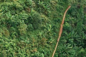 Jungle - 2024 Amazean Jungle Thailand by UTMB