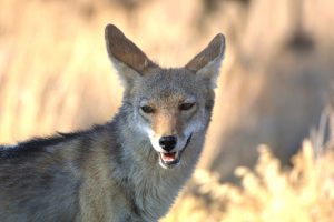 Coyote