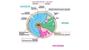Physio thigh cross section
