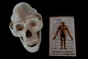 Australopithecus afarensis - skull and drawing