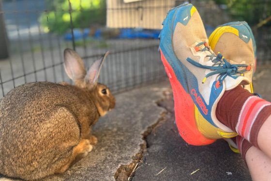 Brooks Caldera 8 with bunny