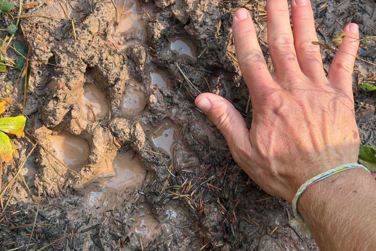 Wolf track in the Gros Ventre