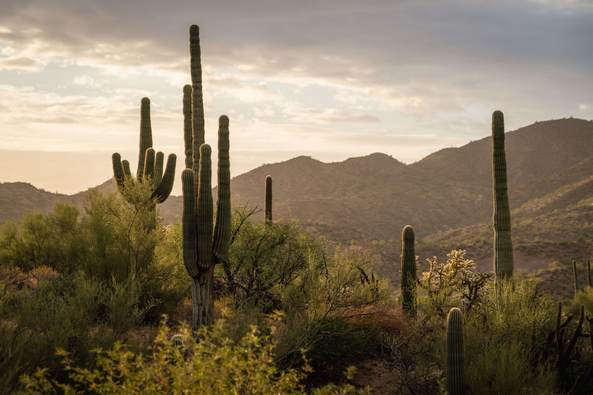 Sonoran Desert