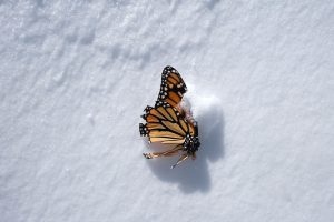Monarch butterfly in snow
