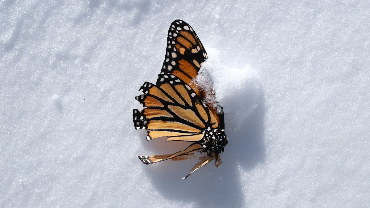 Chop Wood, Carry Water