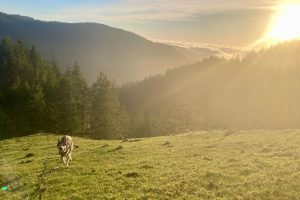 Paul Lask - low-tech running - dog