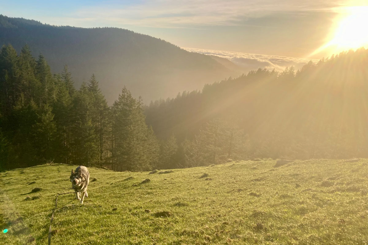 Paul Lask - low-tech running - dog