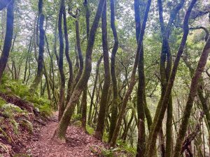 Running the Numbers - temperate rainforest