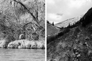 Great Blue Heron and snow-free trail