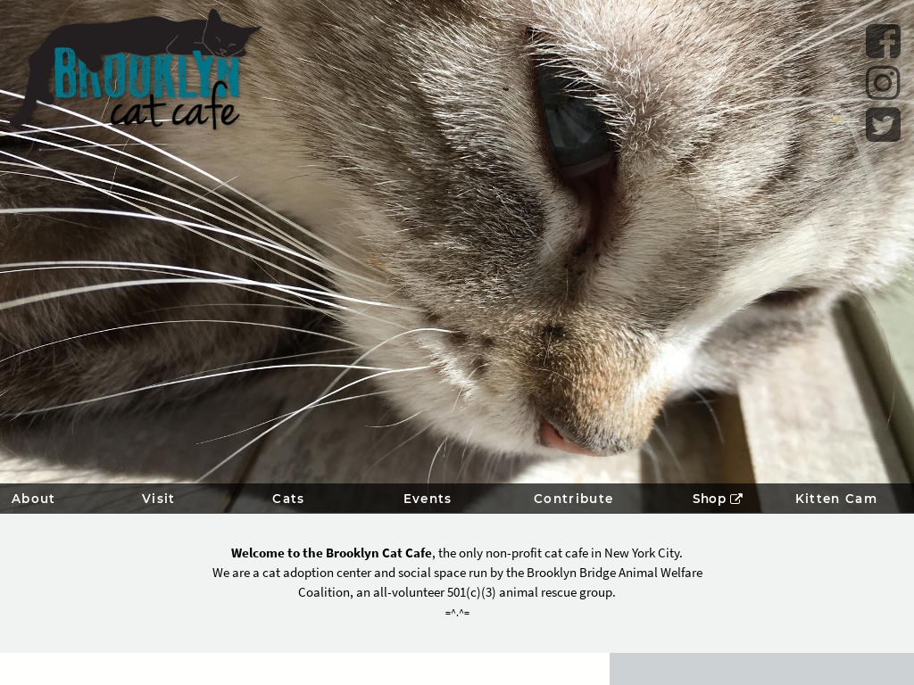 Start A Cat Cafe Business Business Ideas Starter Story