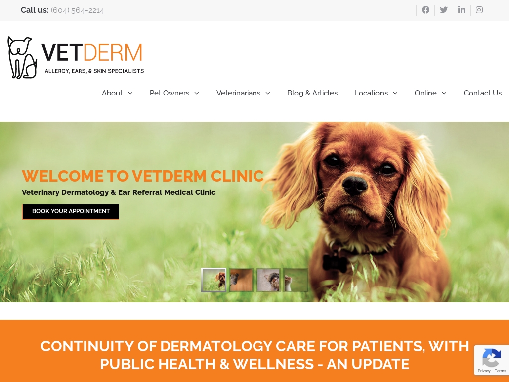 11 Trending Dog Allergist Or Dermatologist Businesses [2024] Starter