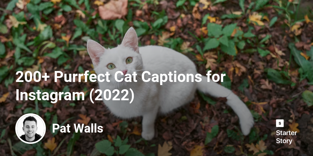200+ Purrfect Cat Captions for Instagram (2024) Starter Story