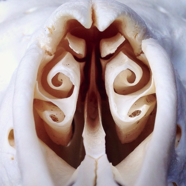 How I Started A Successful Side Business Cleaning Animal Skulls