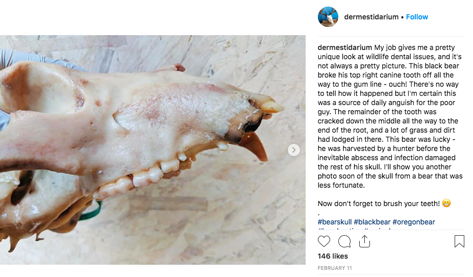 How I Started A Successful Side Business Cleaning Animal Skulls