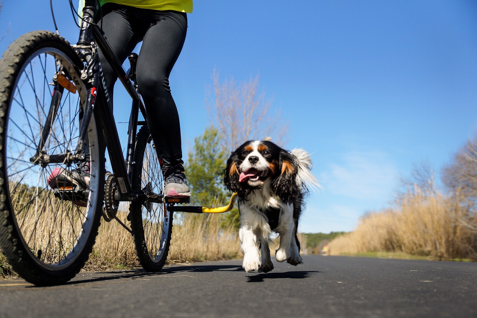 bike attachments for dogs