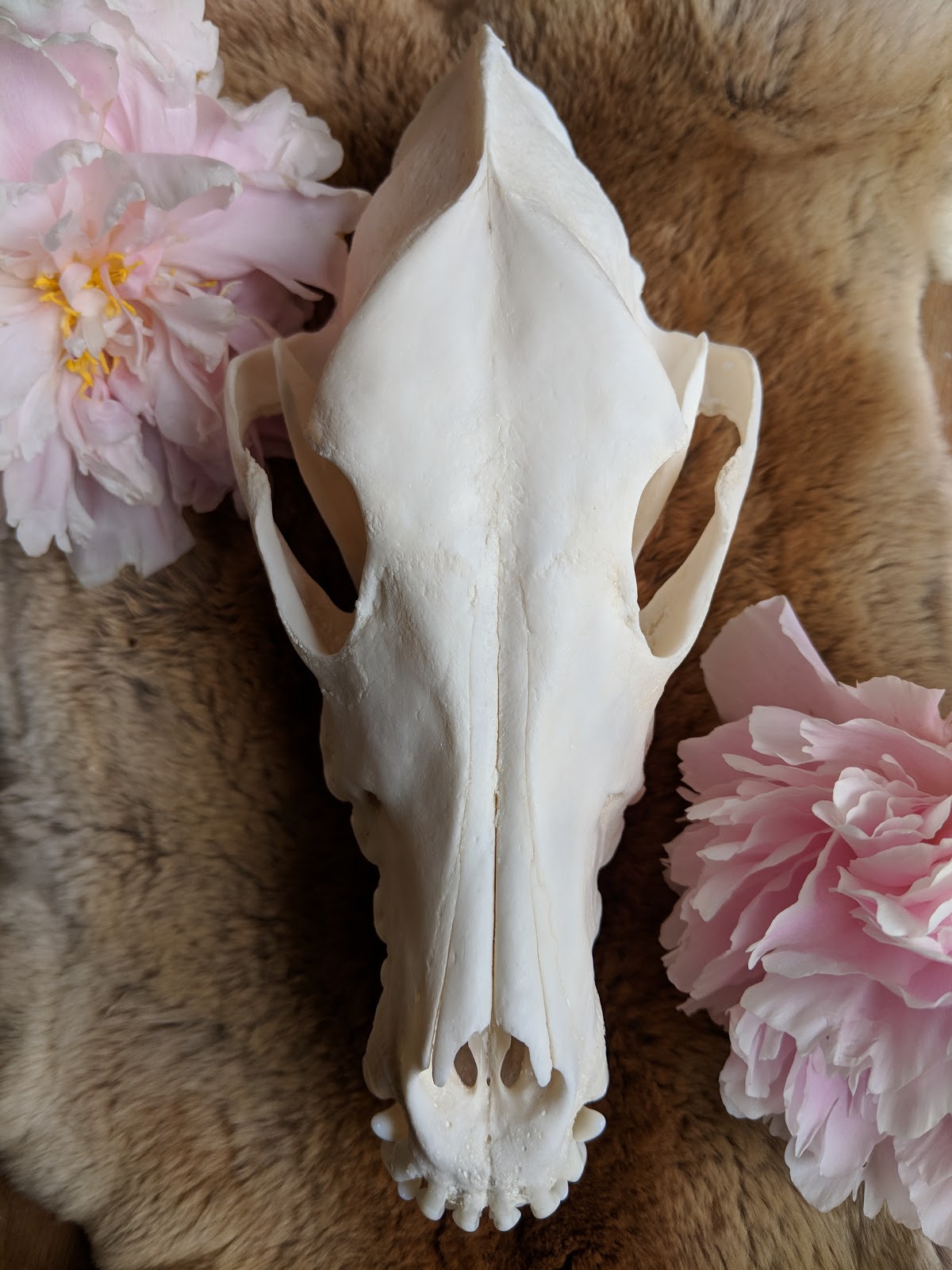 On Growing My Animal Skulls Business By 30 Starter Story