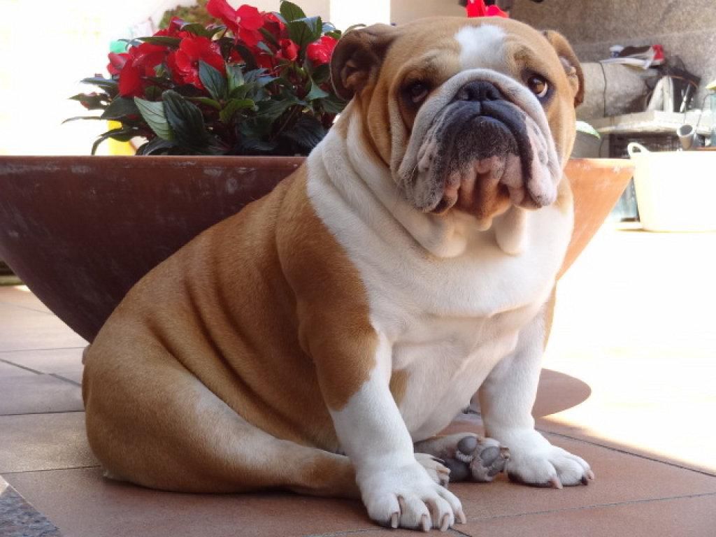 Bulldog Ingles Anunciosgratis Mx