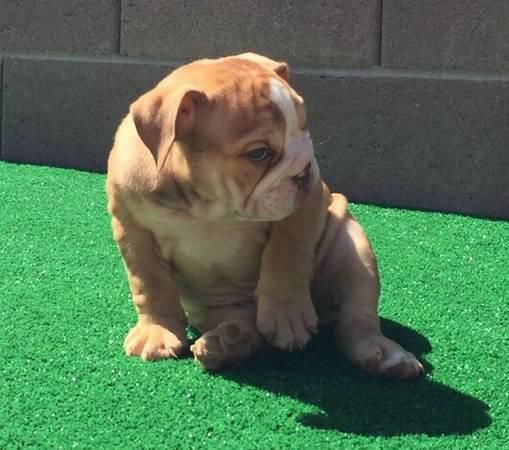 Hermosa Cachorros Bulldog Ingles Anunciosgratis Mx