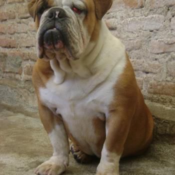 Bulldog Ingles Mercado Mx