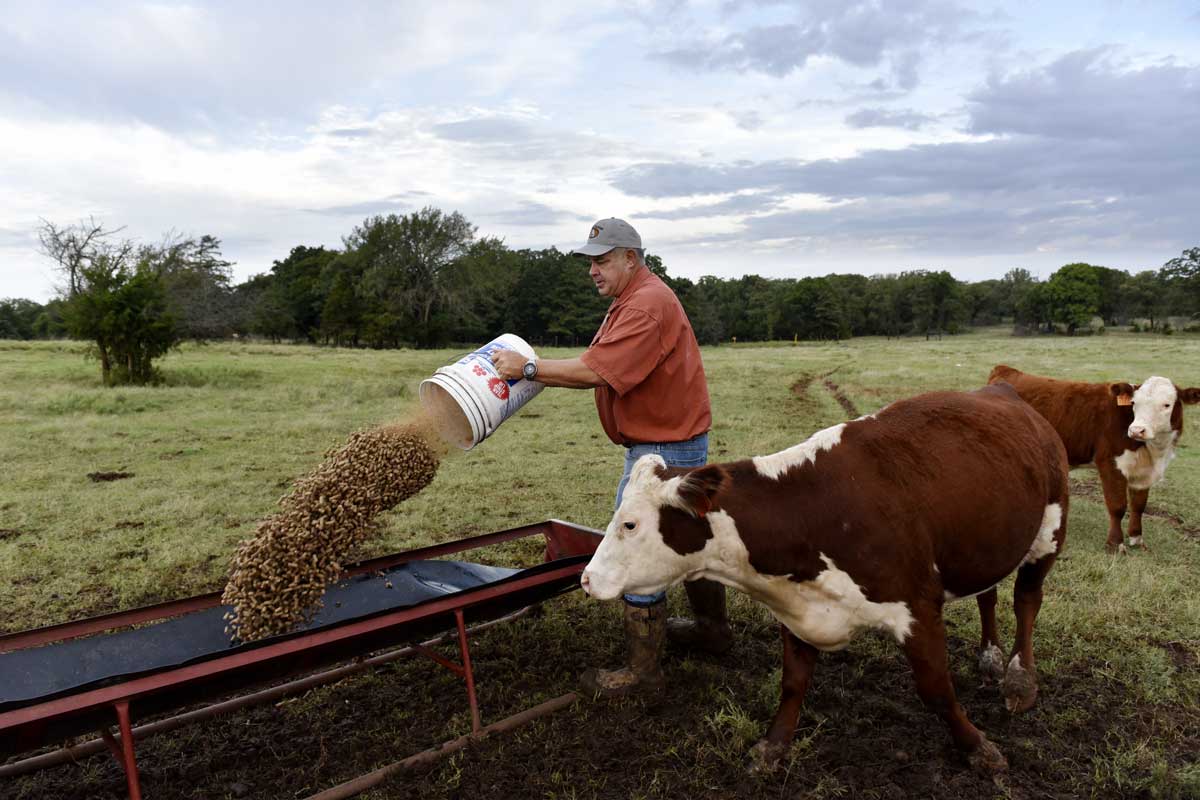 John Boyer feeds his cattle on his farm in Stillwater. Boyer still feeds his herd by hand every day rather than operating a large feed truck.