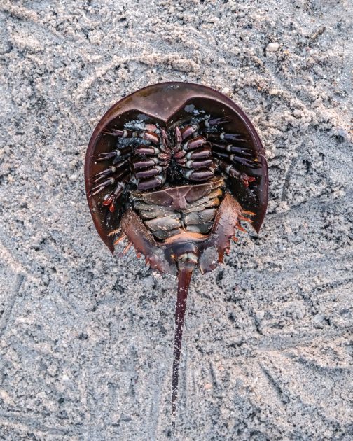 Horseshoe Crabs, the Red Knot and a Broken Rung