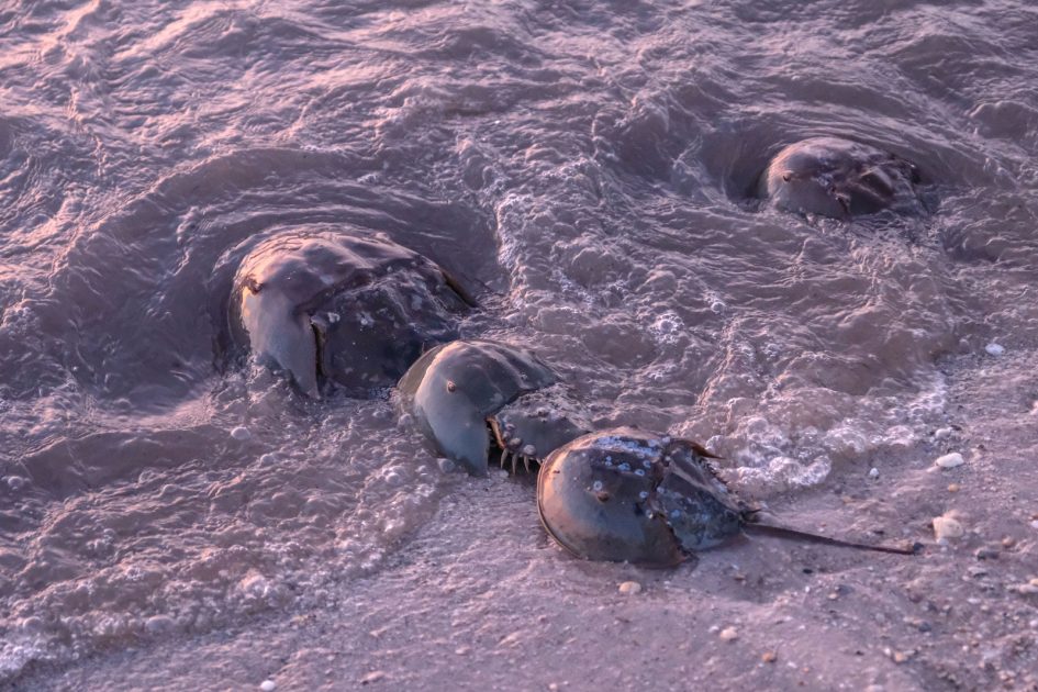 Horseshoe Crabs, the Red Knot and a Broken Rung