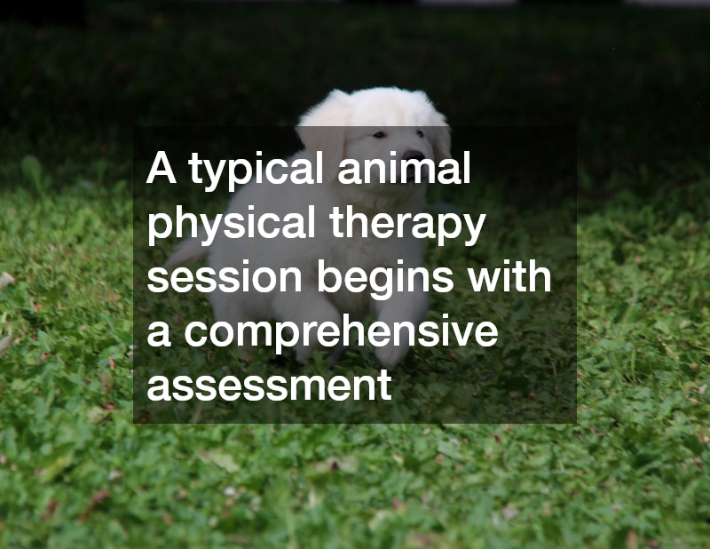 A typical animal physical therapy session begins with a comprehensive assessment