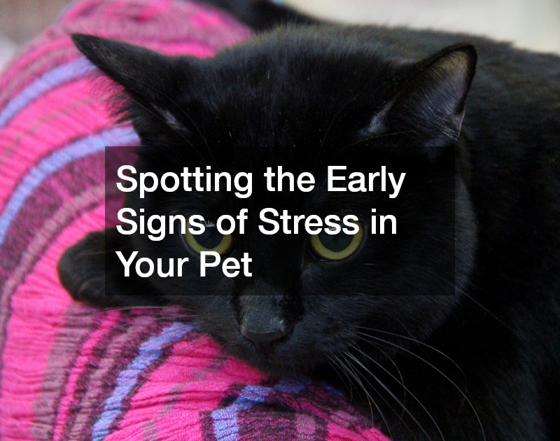 Spotting the Early Signs of Stress in Your Pet