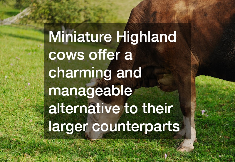 Miniature Highland cows offer a charming and manageable alternative to their larger counterparts