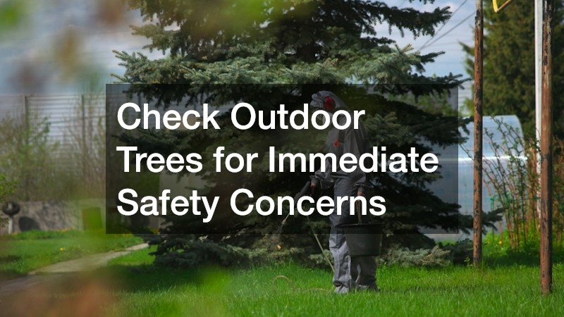 Check Outdoor Trees for Immediate Safety Concerns
