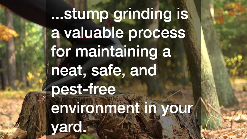 ...stump grinding is a valuable process for maintaining a neat, safe, and pest-free environment in your yard.