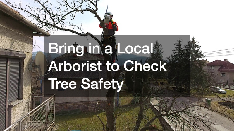 Bring in a Local Arborist to Check Tree Safety