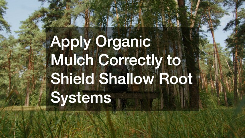 Apply Organic Mulch Correctly to Shield Shallow Root Systems