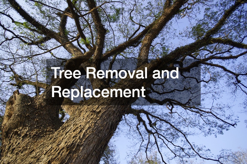 Tree Removal and Replacement