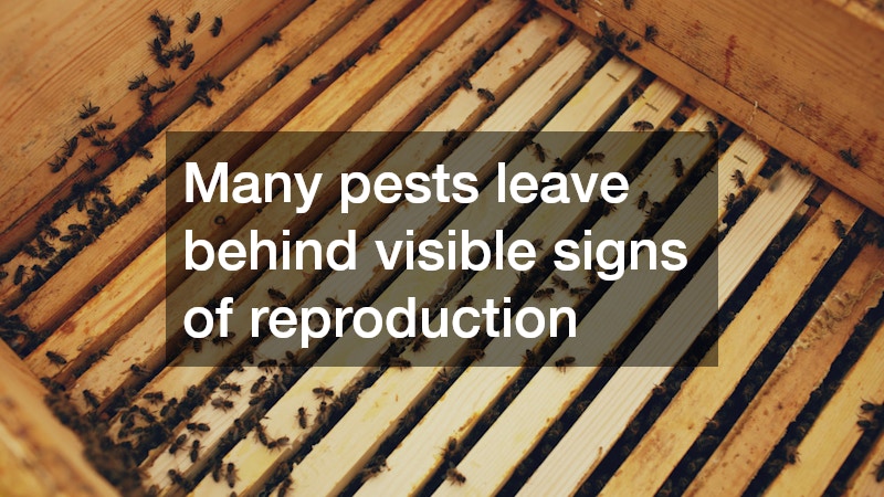 Many pests leave behind visible signs of reproduction