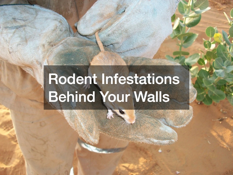 Rodent Infestations Behind Your Walls