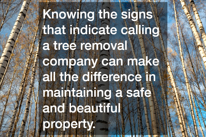 Knowing the signs that indicate calling a tree removal company can make all the difference in maintaining a safe and beautiful property.