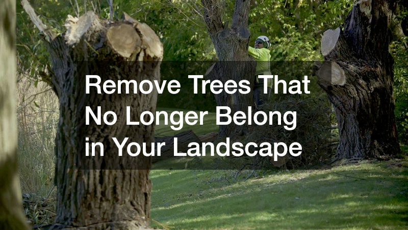 Remove Trees That No Longer Belong in Your Landscape