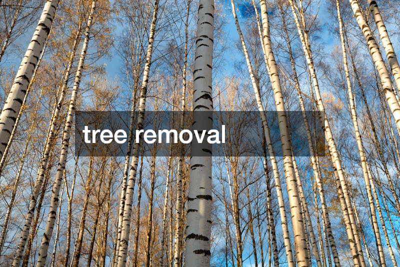tree removal