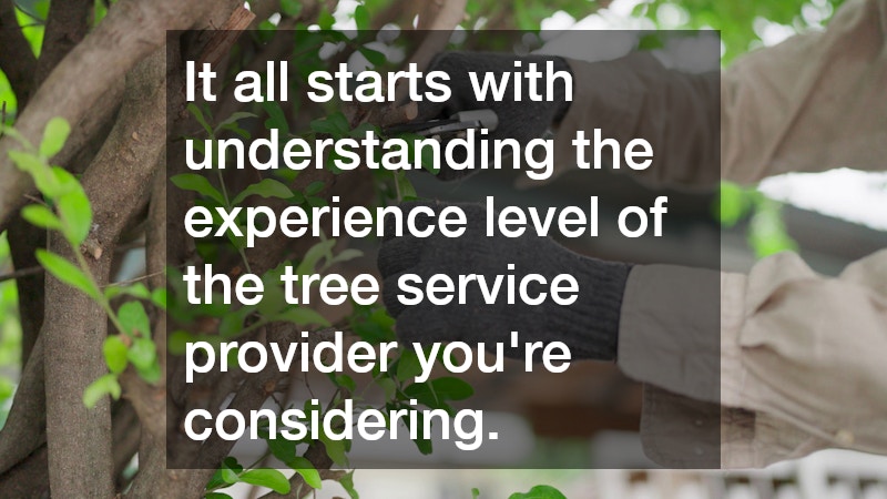 It all starts with understanding the experience level of the tree service provider you