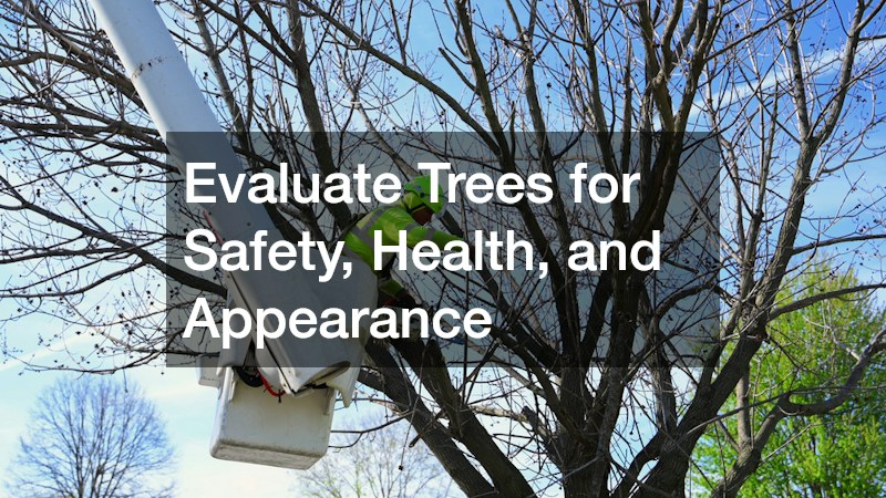 Evaluate Trees for Safety, Health, and Appearance