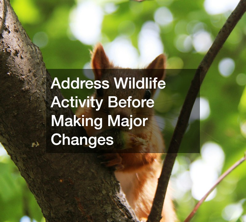 Address Wildlife Activity Before Making Major Changes