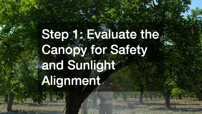 Step 1: Evaluate the Canopy for Safety and Sunlight Alignment
