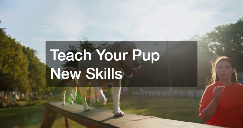 Teach Your Pup New Skills