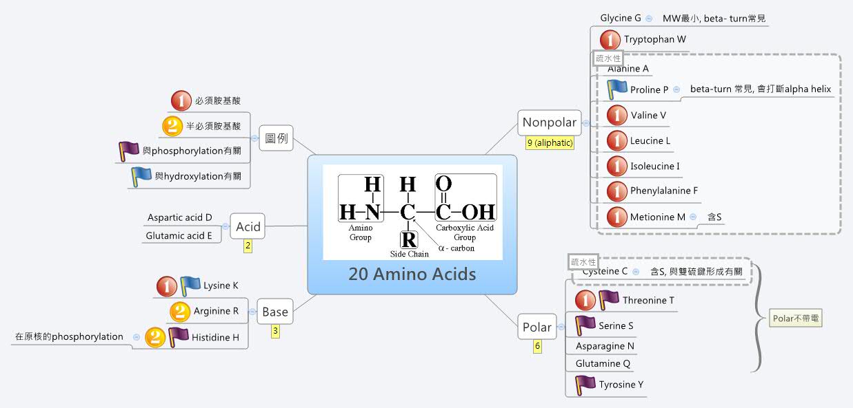 Amino Acid Concept Map