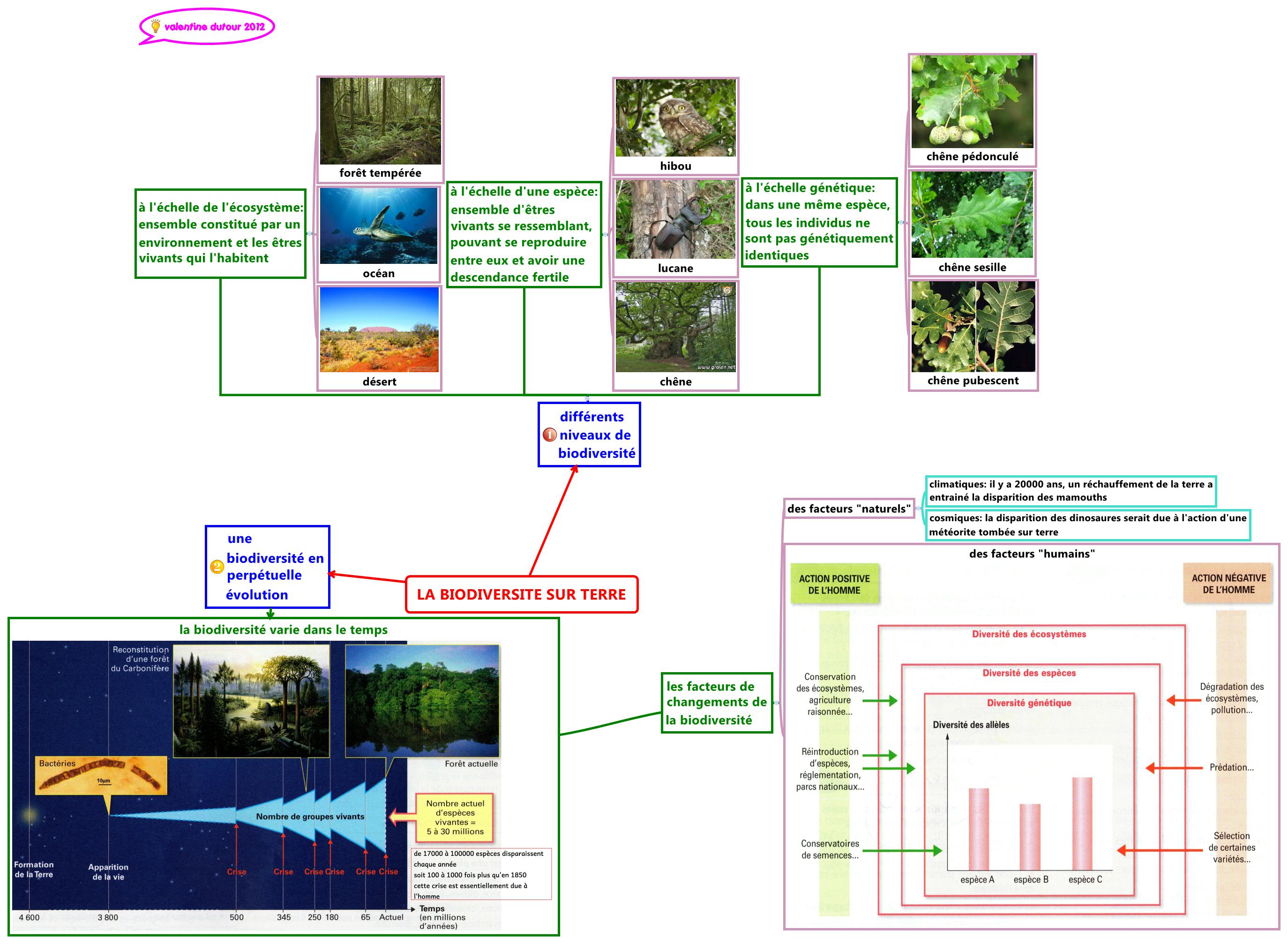 LA BIODIVERSITE SUR TERRE valentine dutour Xmind LA BIODIVERSITE SUR TERRE valentine dutour Xmind