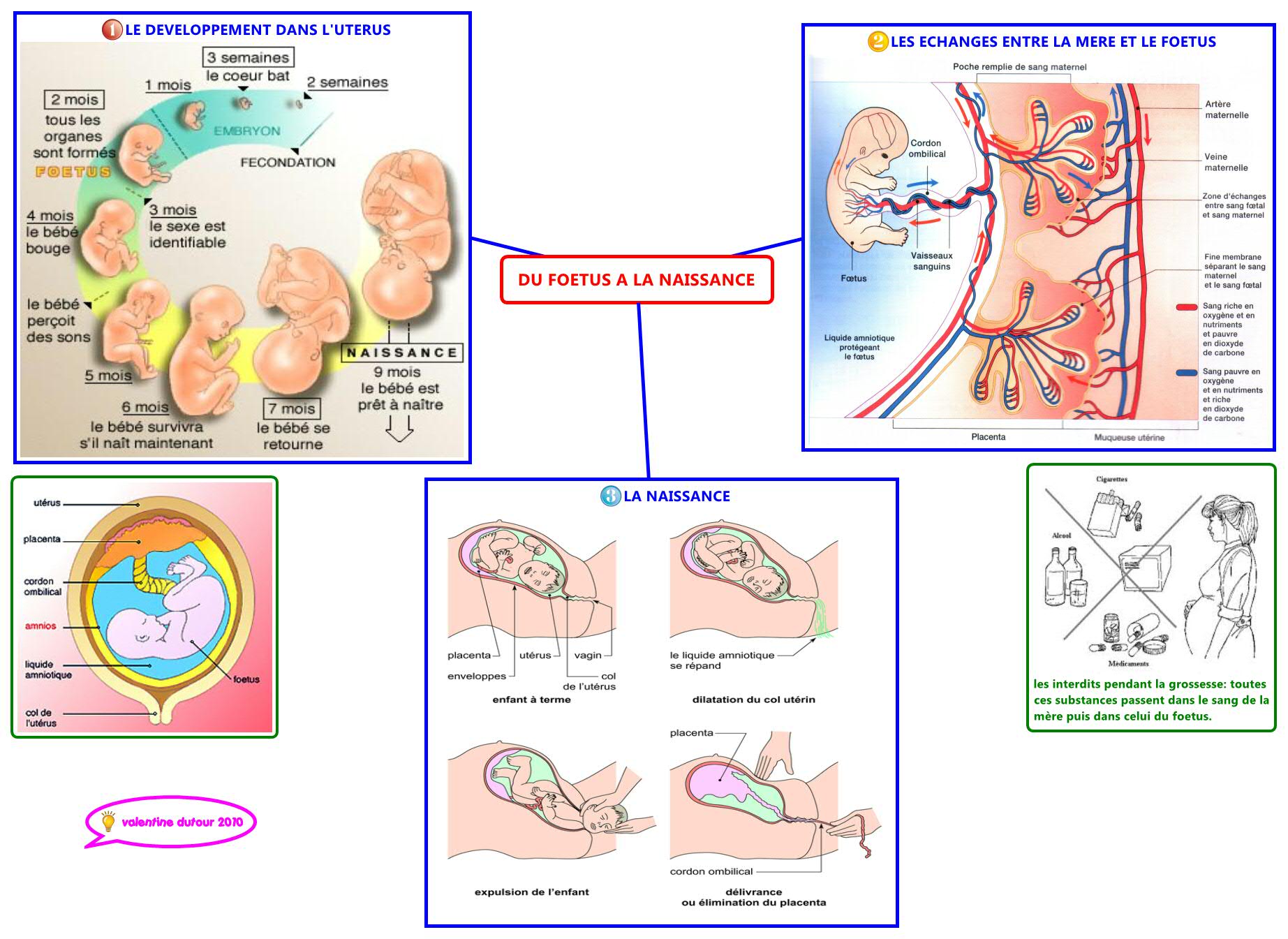 DU FOETUS A LA NAISSANCE valentine dutour Xmind