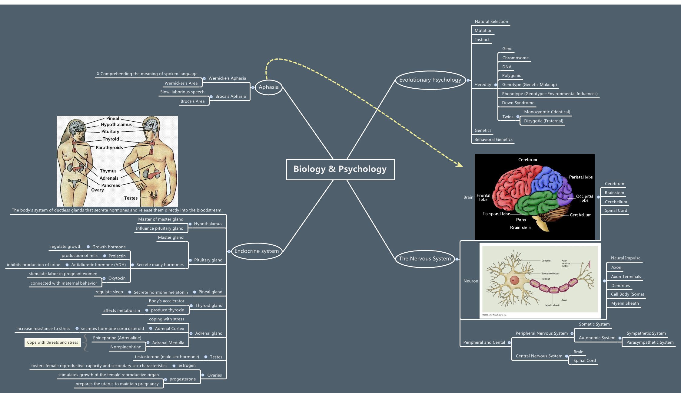 Biology & Psychology - XMind - Mind Mapping Software