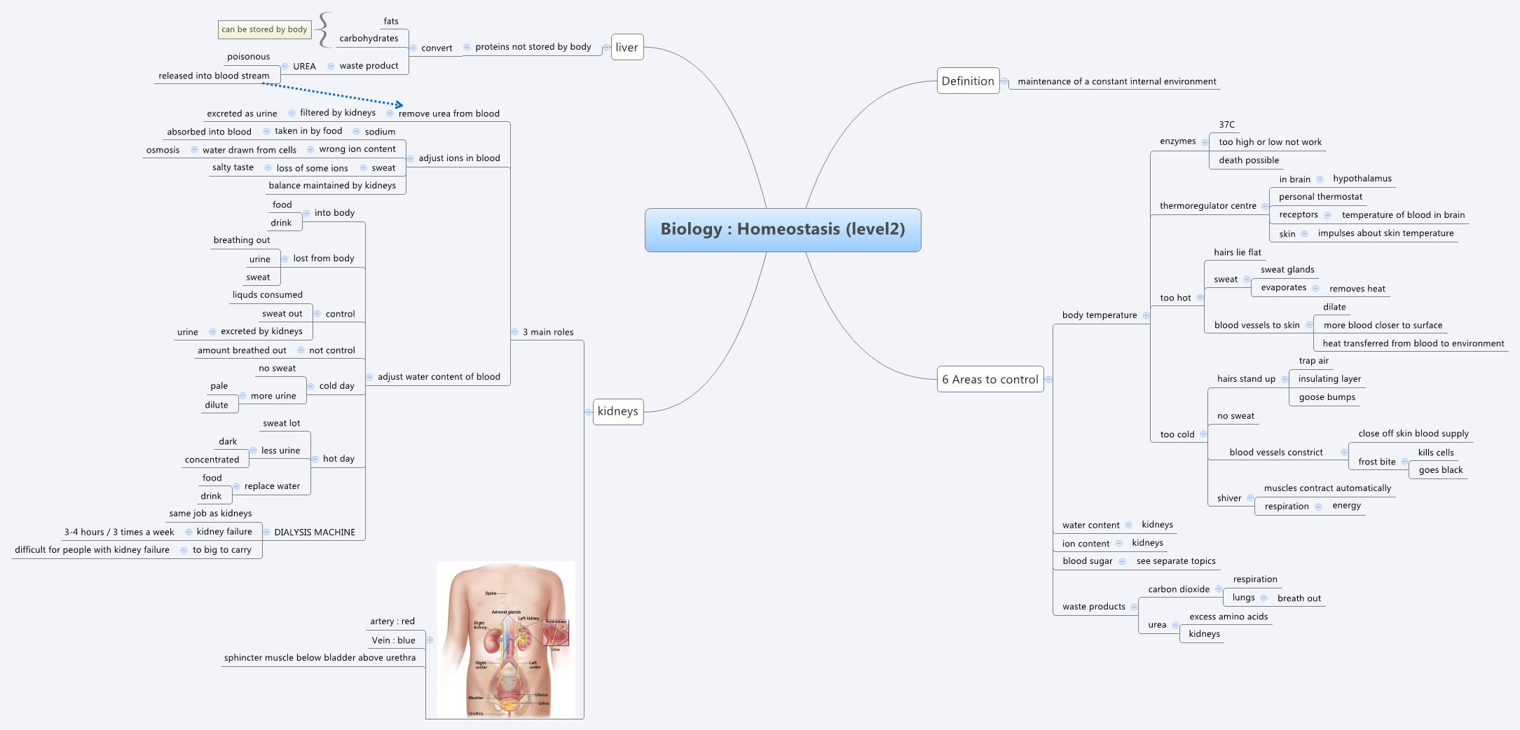 Homeostasis Mind Map