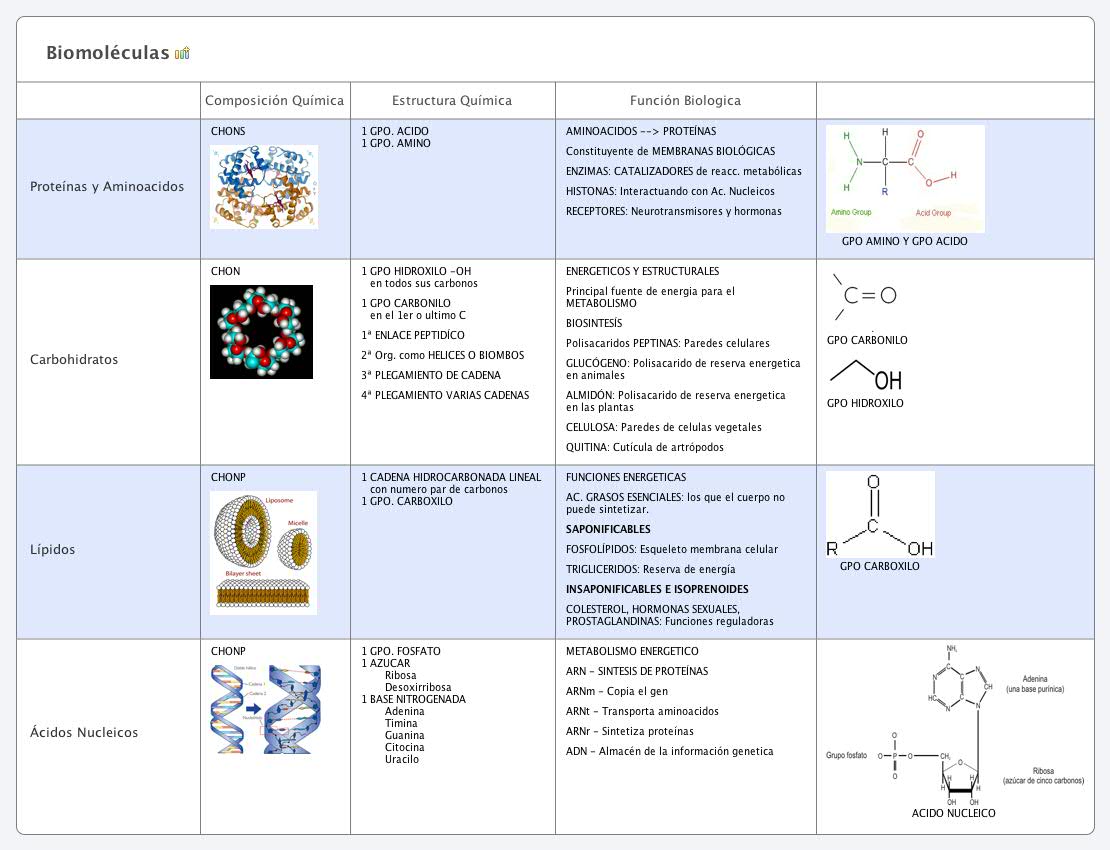 Biomoléculas - XMind - Mind Mapping Software
